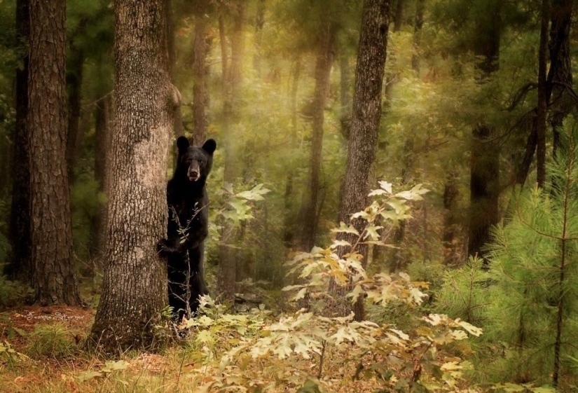 Puesto de guardianes del bosque