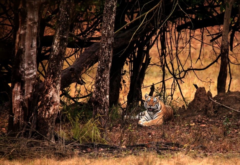 Puesto de guardianes del bosque