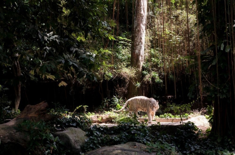Puesto de guardianes del bosque