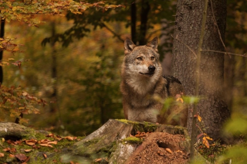 Puesto de guardianes del bosque