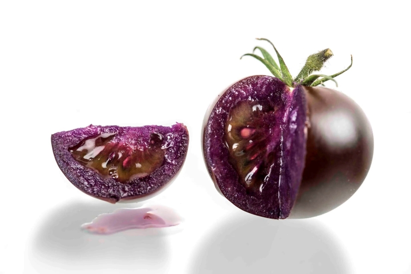 Purple GMO tomatoes will be sold in the USA Purple GMO tomatoes will be sold in the USA