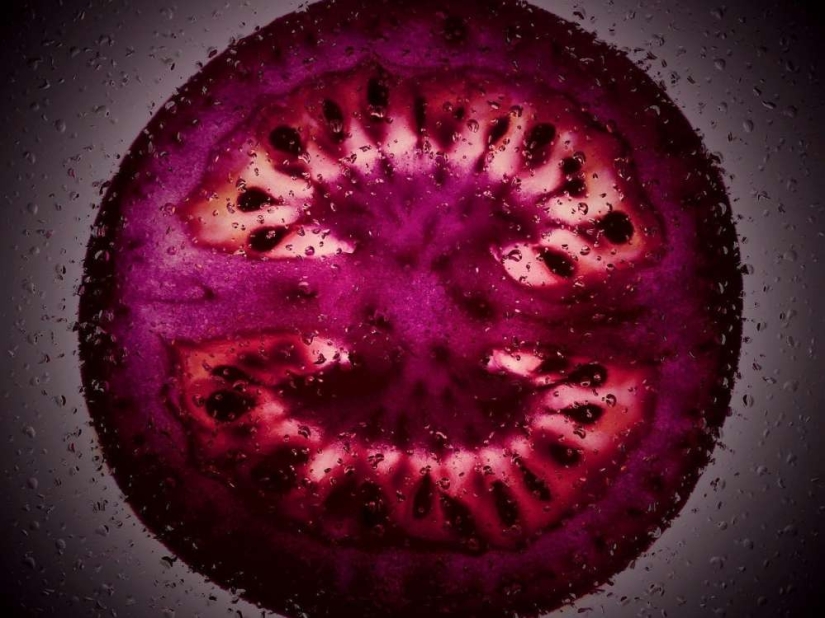 Purple GMO tomatoes will be sold in the USA Purple GMO tomatoes will be sold in the USA