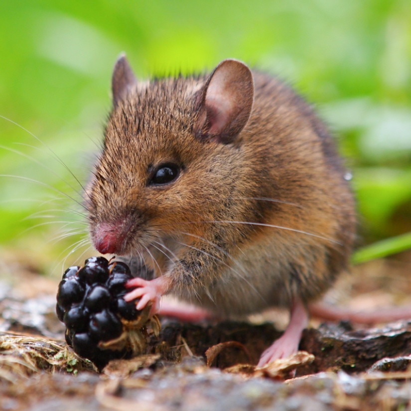 Purple GMO tomatoes will be sold in the USA Purple GMO tomatoes will be sold in the USA