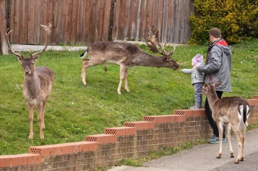 Quarantine is for people, walking is for animals: the streets of British cities are filled with deer and goats