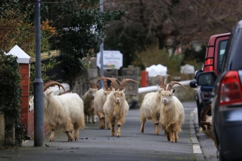 Quarantine is for people, walking is for animals: the streets of British cities are filled with deer and goats