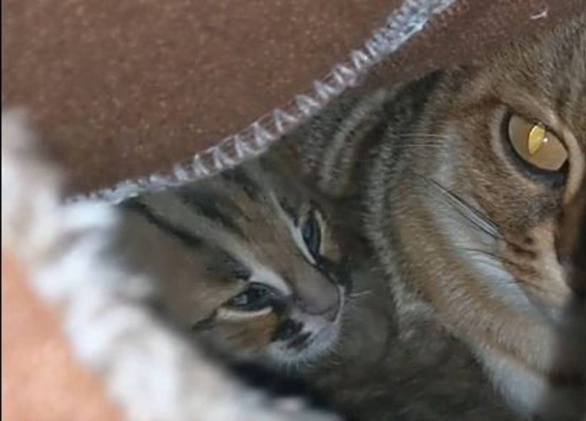 Qué aspecto tienen los gatitos raros de un gato oxidado, la raza de gato salvaje más pequeña