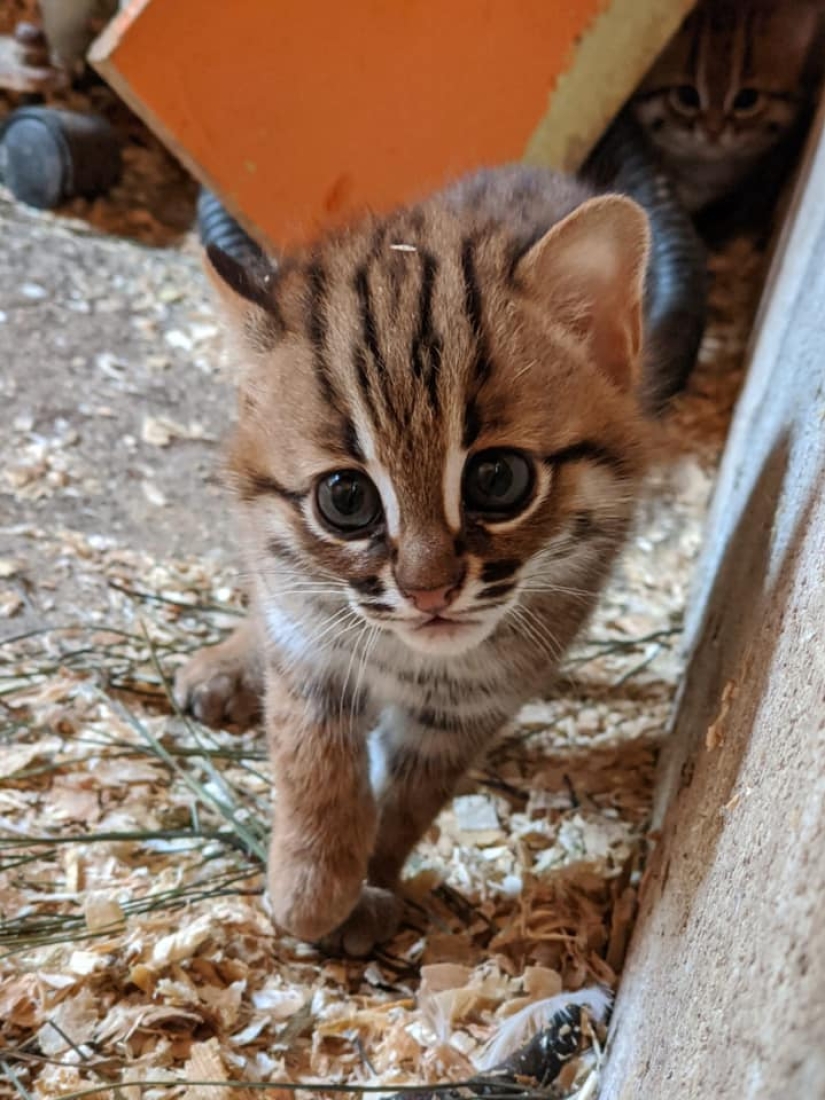 Qué aspecto tienen los gatitos raros de un gato oxidado, la raza de gato salvaje más pequeña