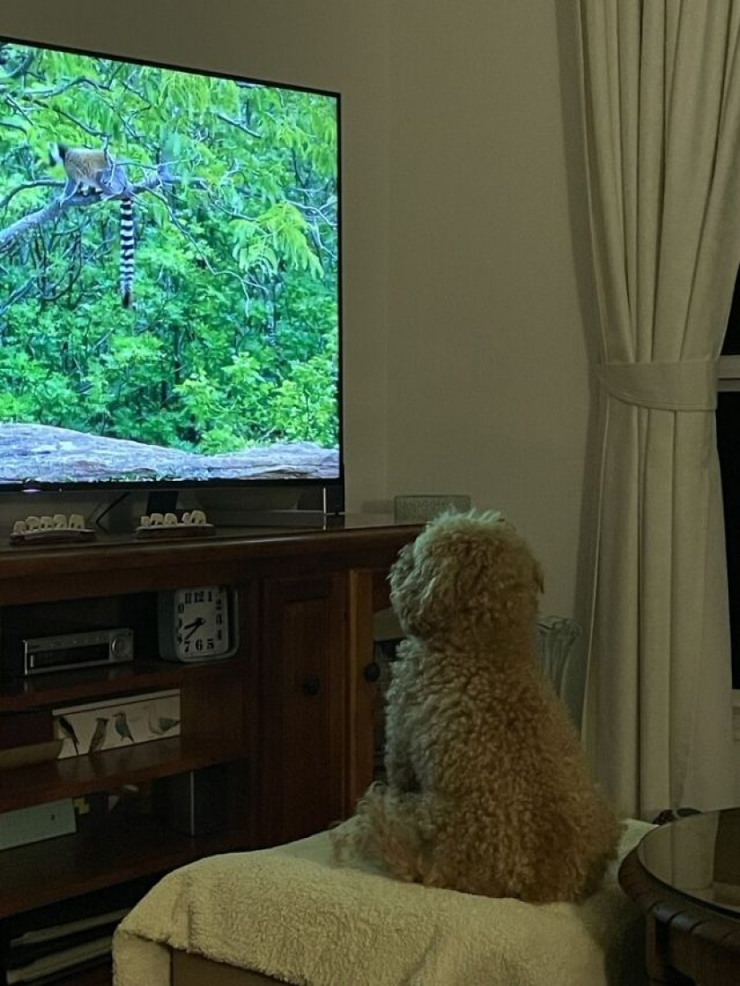 ¿Qué les pasa a estos perros?