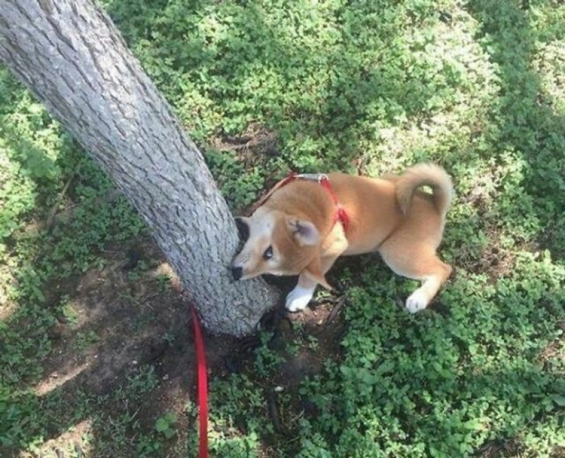 ¿Qué les pasa a estos perros?