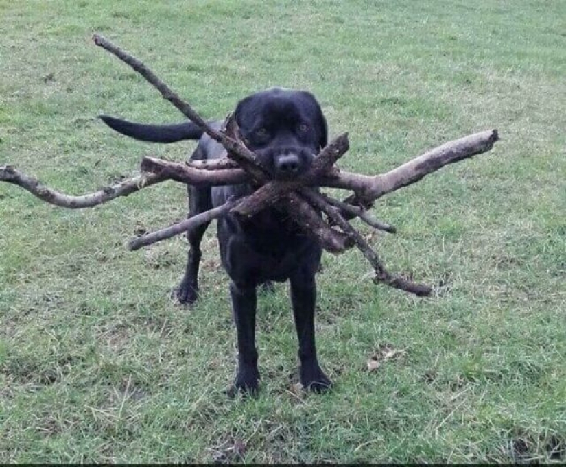 ¿Qué les pasa a estos perros?