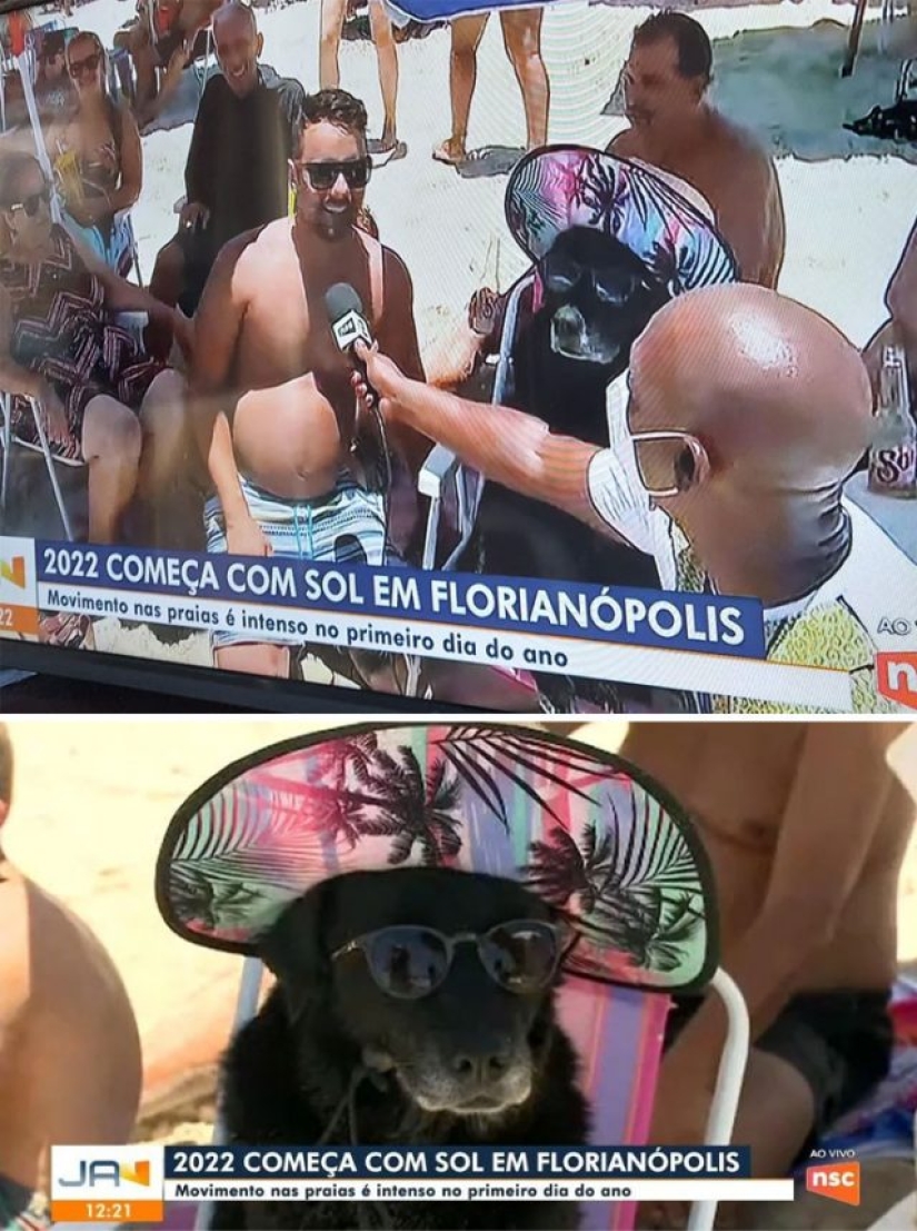 ¿Qué les pasa a estos perros?