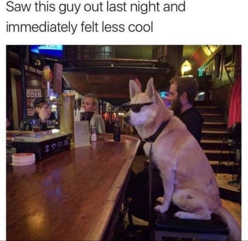 ¿Qué les pasa a estos perros?