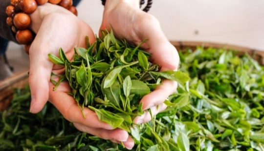 ¿Qué se puede hacer con el té verde?