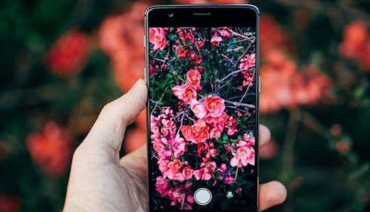 Qué tipo de Pokémon es este: ha aparecido Shazam para animales, plantas y pájaros