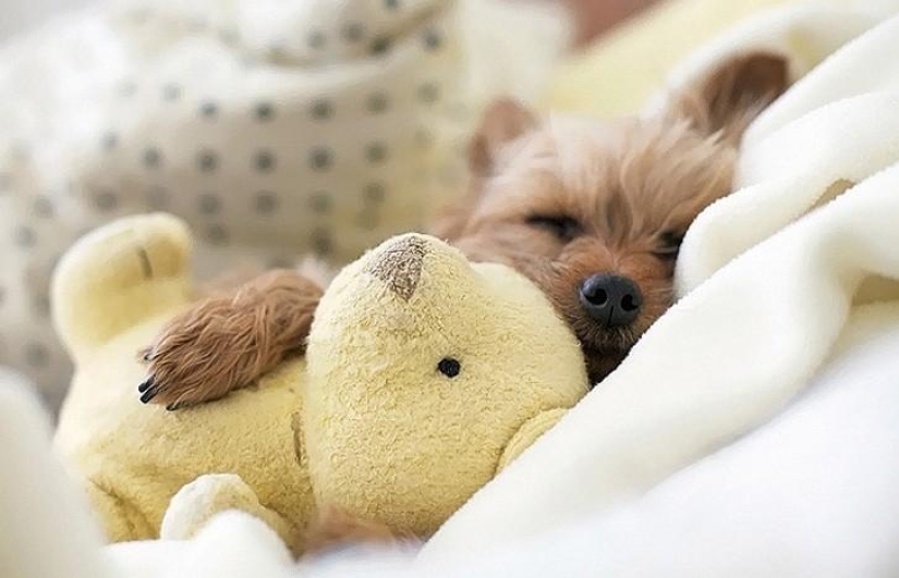 Quiet hour for puppies