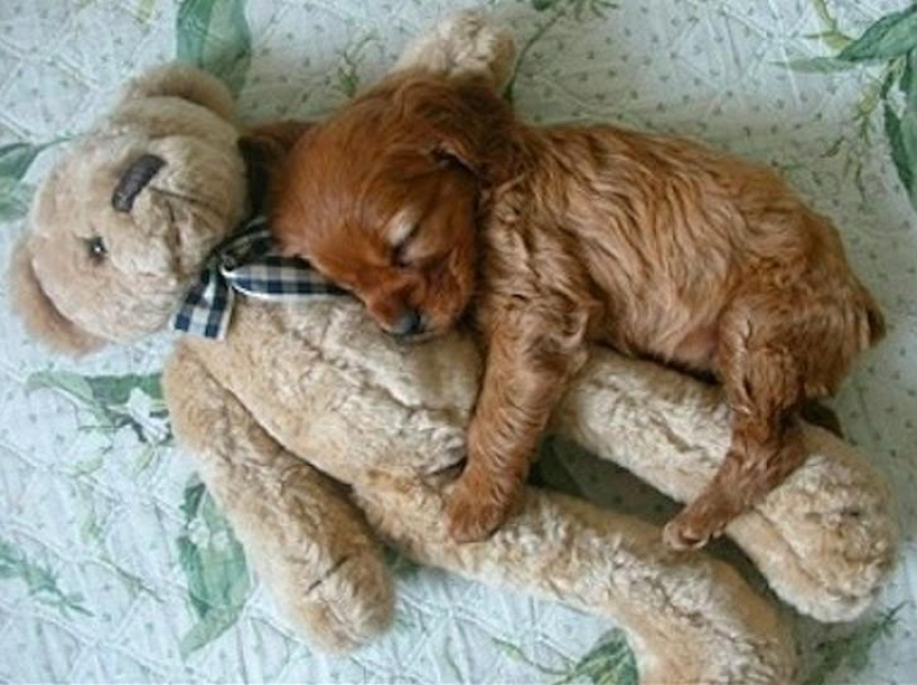 Quiet hour for puppies