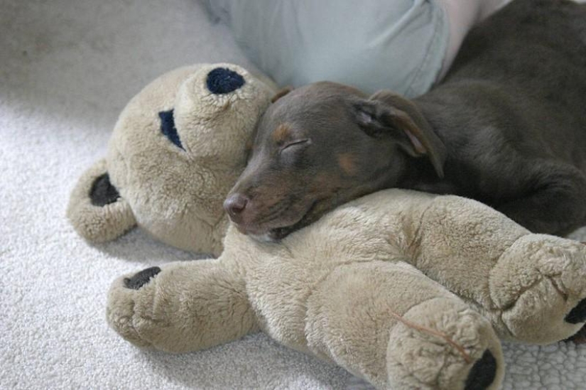 Quiet hour for puppies