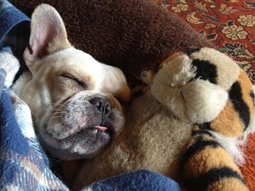 Quiet hour for puppies