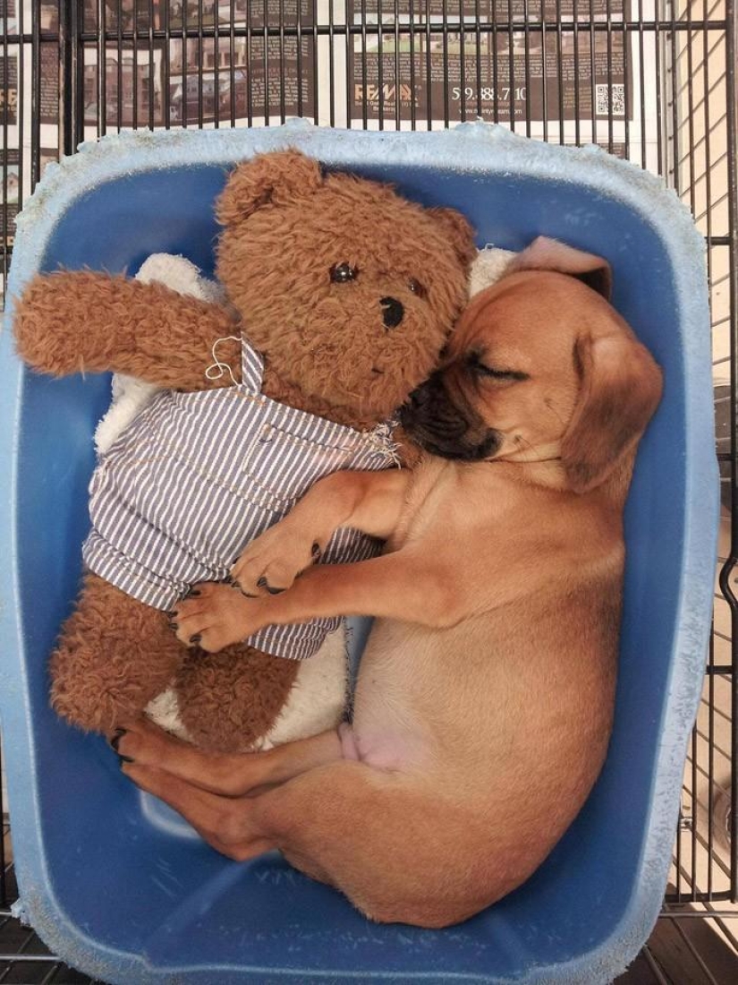 Quiet hour for puppies