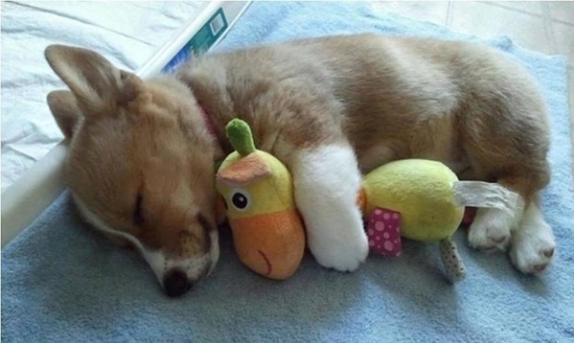 Quiet hour for puppies