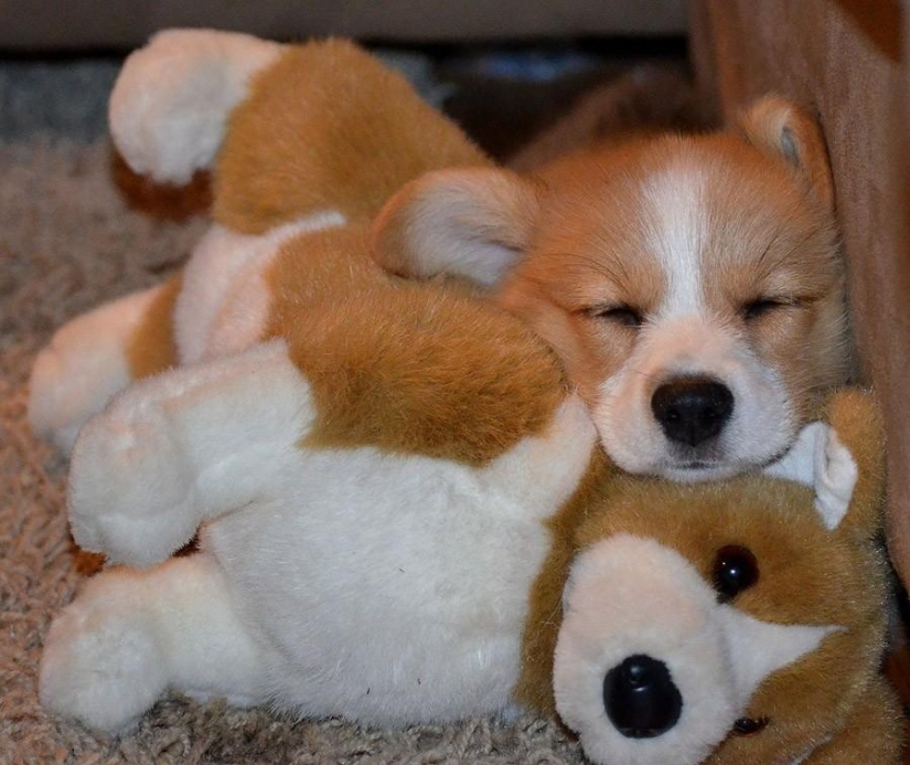 Quiet hour for puppies