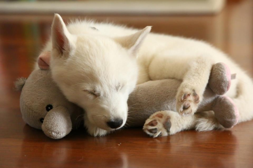 Quiet hour for puppies