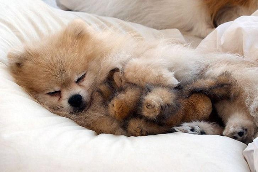Quiet hour for puppies