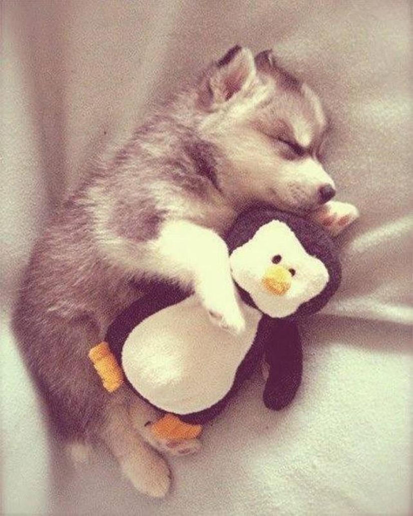 Quiet hour for puppies