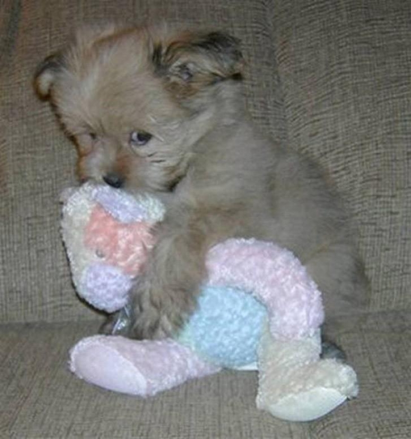 Quiet hour for puppies