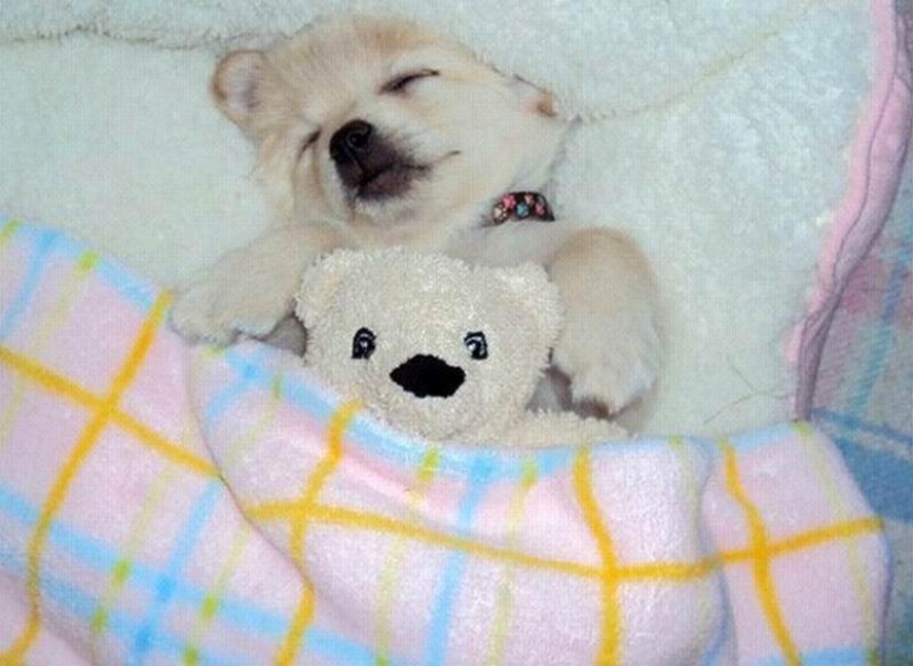 Quiet hour for puppies