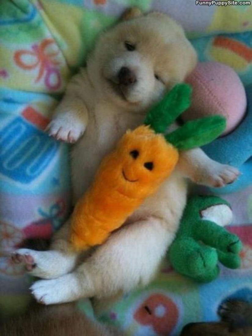 Quiet hour for puppies
