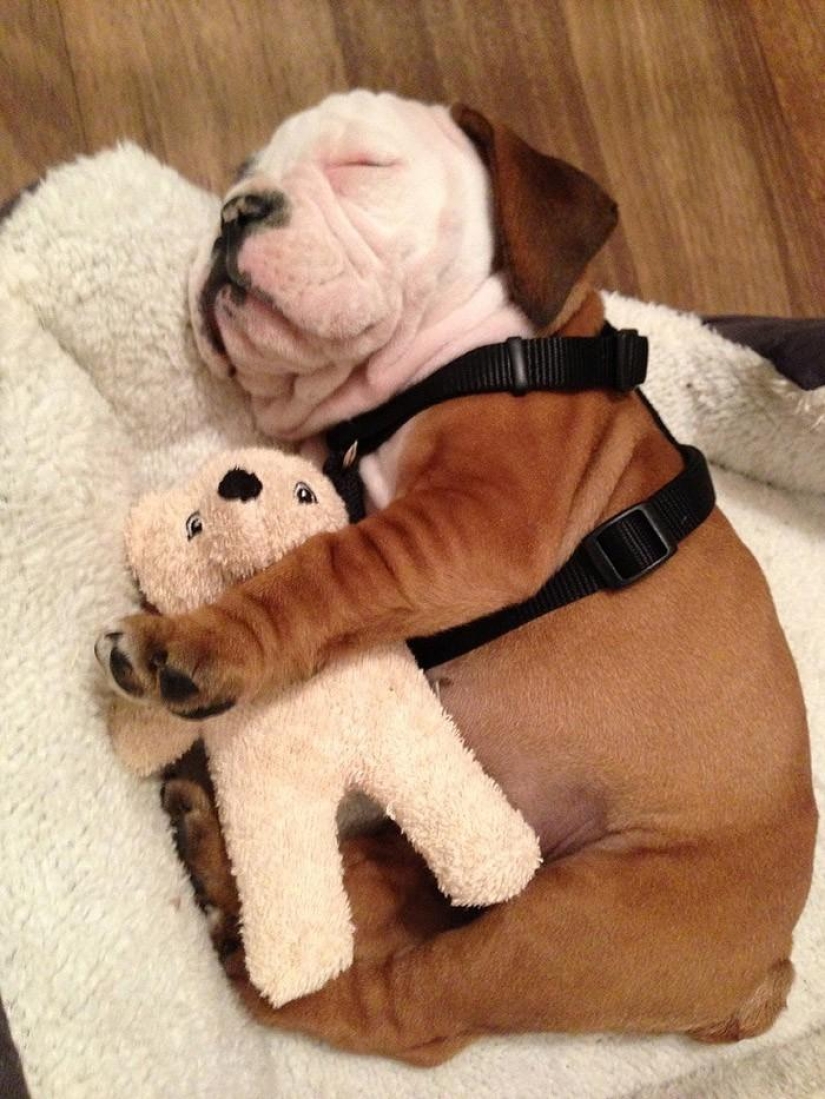 Quiet hour for puppies