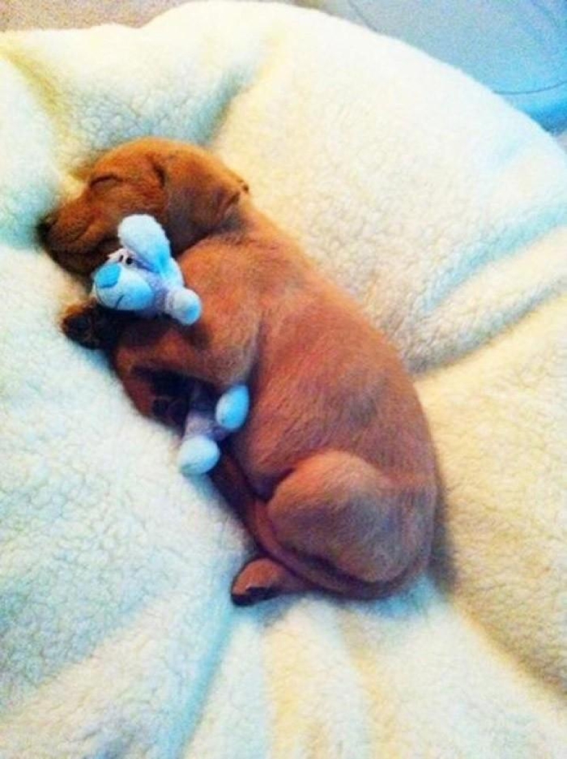 Quiet hour for puppies