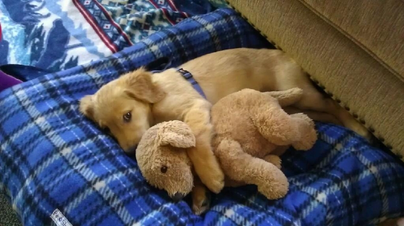 Quiet hour for puppies