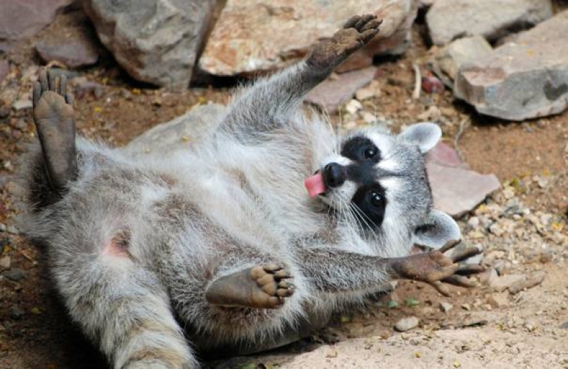 Raccoon hizo un salto de fe desde el noveno piso, imaginándose a sí mismo como un asesino Raccoon hizo un salto de fe desde el noveno piso, imaginándose a sí mismo como un asesino