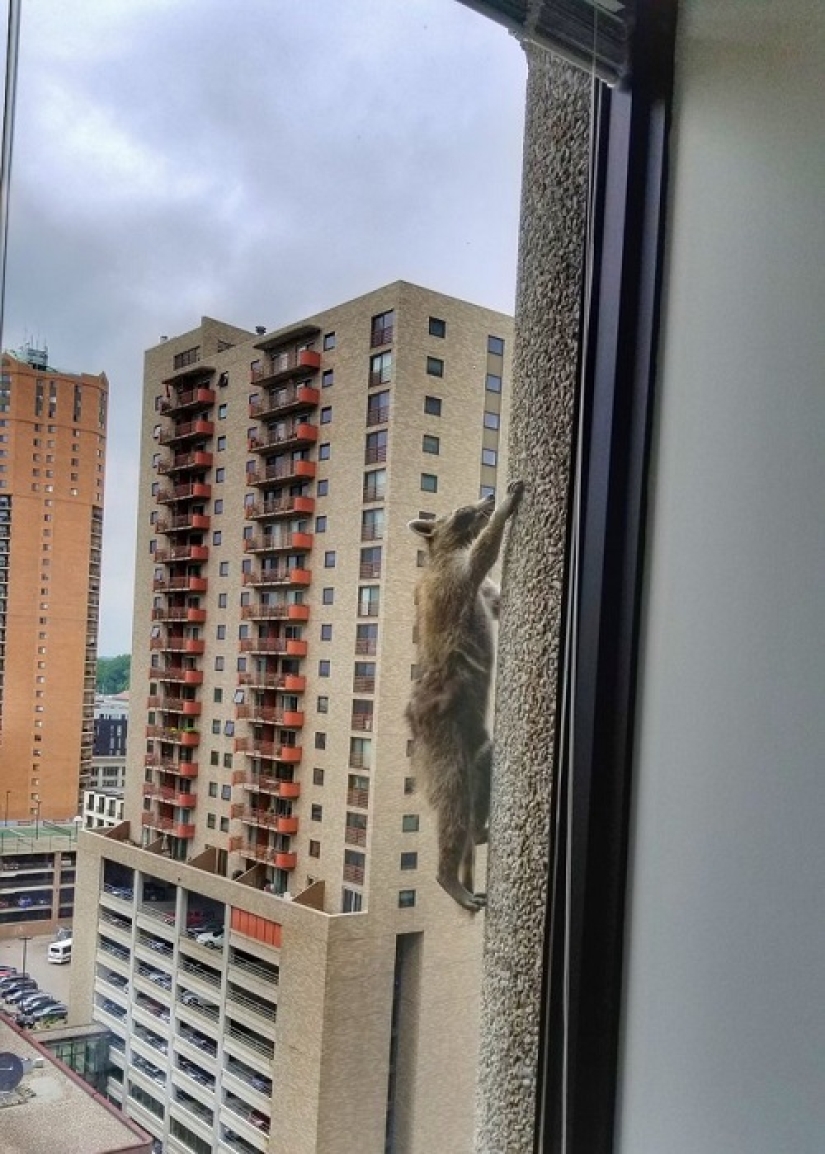 Raccoon made a leap of faith from the 9th floor, imagining himself an assassin Raccoon made a leap of faith from the 9th floor, imagining himself an assassin