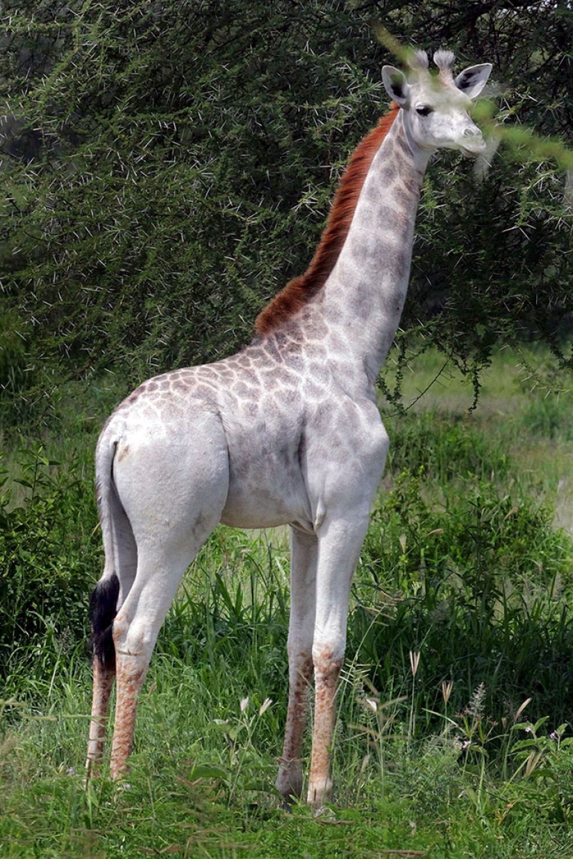 Rare white giraffe spotted in Tanzania Rare white giraffe spotted in Tanzania