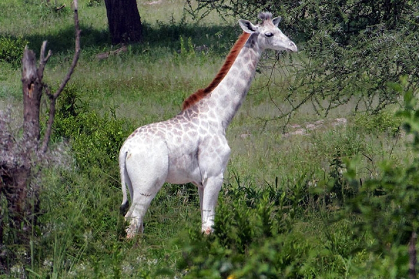 Rare white giraffe spotted in Tanzania Rare white giraffe spotted in Tanzania