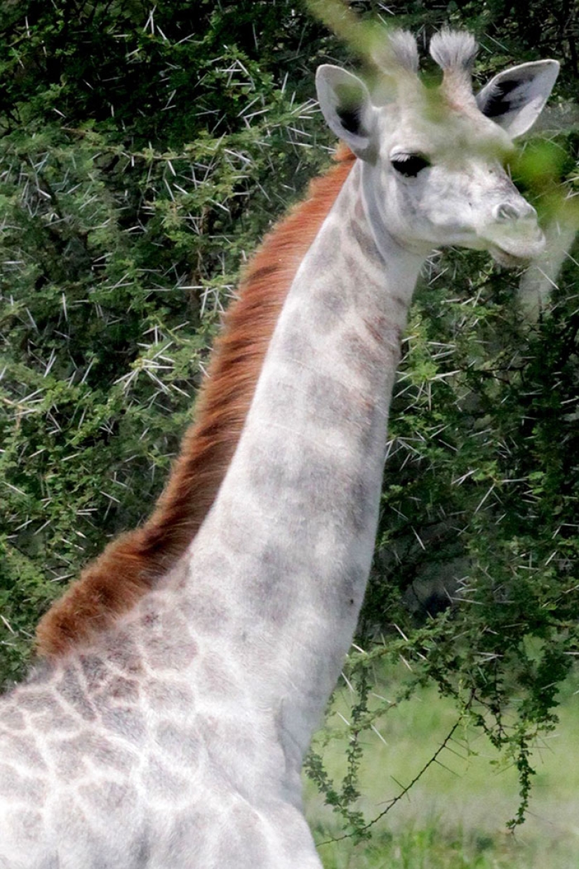 Rare white giraffe spotted in Tanzania Rare white giraffe spotted in Tanzania