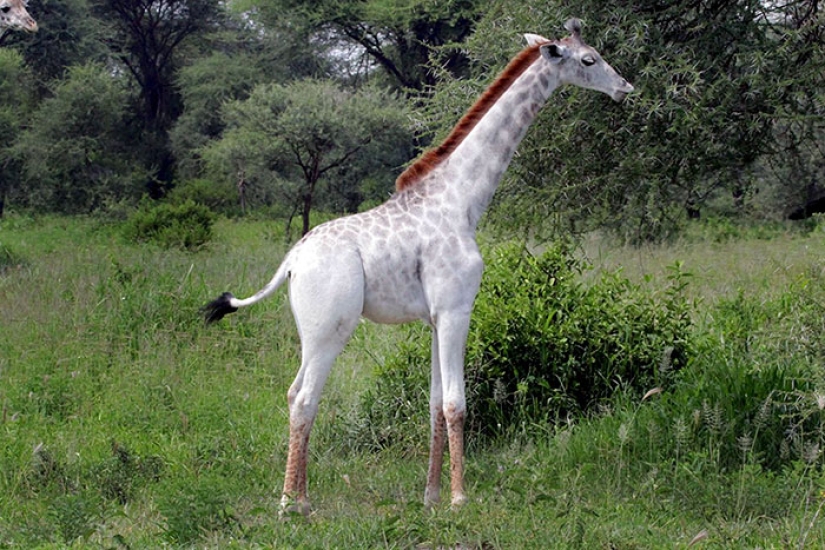 Rare white giraffe spotted in Tanzania Rare white giraffe spotted in Tanzania
