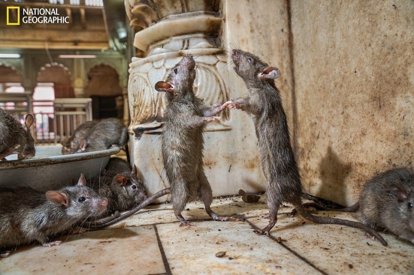 Ratones bailando, festejando lobos y tigres en la relajación: las mejores fotos de 2019 según National Geographic