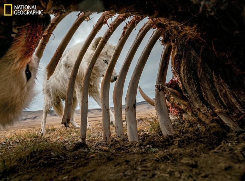 Ratones bailando, festejando lobos y tigres en la relajación: las mejores fotos de 2019 según National Geographic