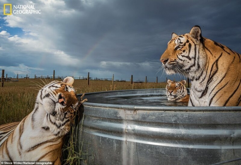 Ratones bailando, festejando lobos y tigres en la relajación: las mejores fotos de 2019 según National Geographic