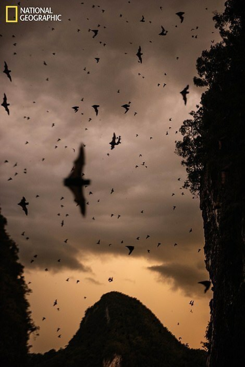 Ratones bailando, festejando lobos y tigres en la relajación: las mejores fotos de 2019 según National Geographic