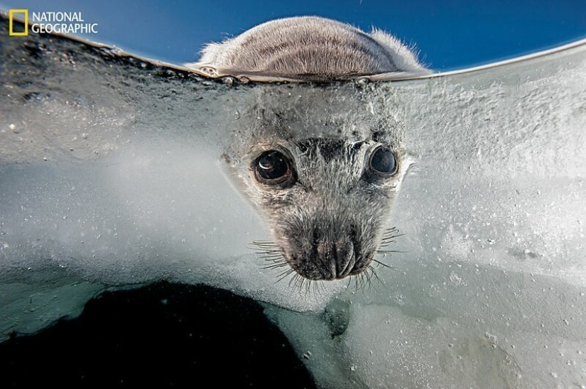 Ratones bailando, festejando lobos y tigres en la relajación: las mejores fotos de 2019 según National Geographic