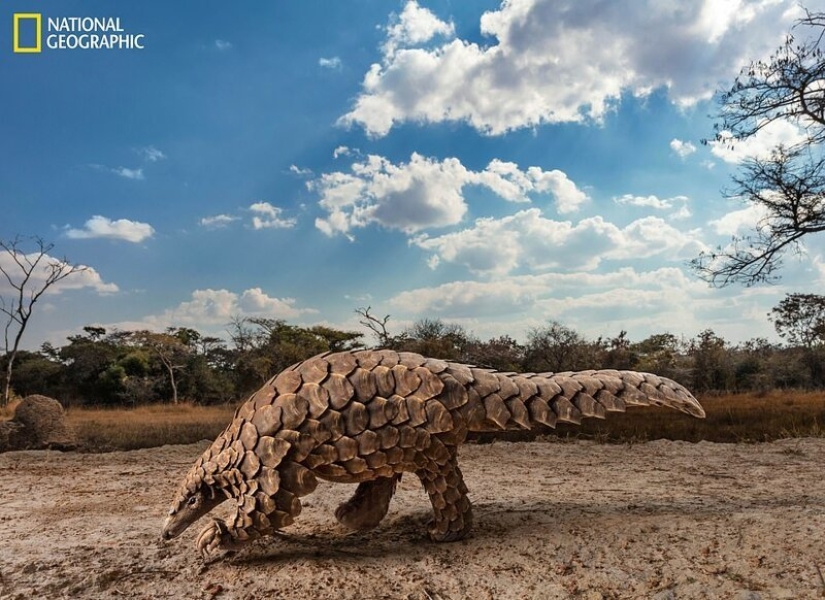 Ratones bailando, festejando lobos y tigres en la relajación: las mejores fotos de 2019 según National Geographic