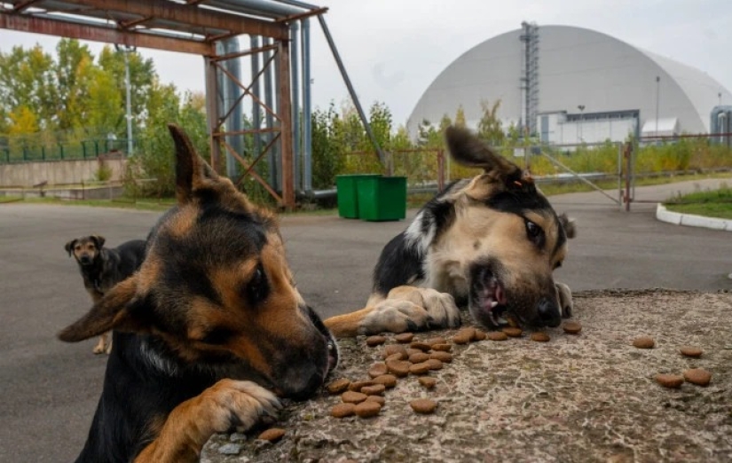Rayos de bondad: un científico de los Estados Unidos sacrificó su carrera para salvar a los perros abandonados en Chernobyl
