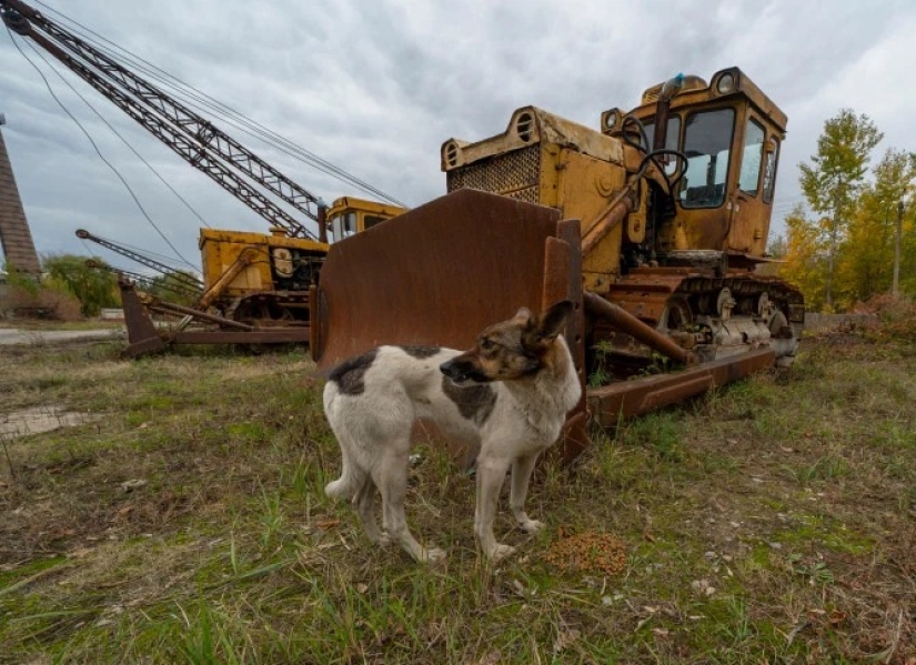 Rayos de bondad: un científico de los Estados Unidos sacrificó su carrera para salvar a los perros abandonados en Chernobyl