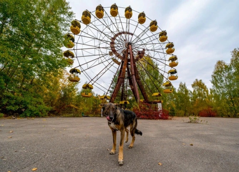 Rayos de bondad: un científico de los Estados Unidos sacrificó su carrera para salvar a los perros abandonados en Chernobyl