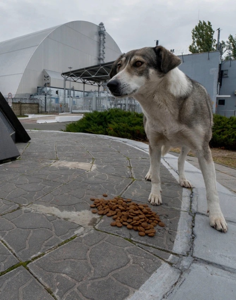 Rayos de bondad: un científico de los Estados Unidos sacrificó su carrera para salvar a los perros abandonados en Chernobyl